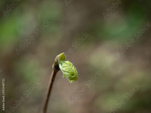 Obraz OLYMPUS DIGITAL CAMERA