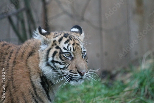 Obraz Tiger - Sumatran Tiger from Sumatra rare and endagered