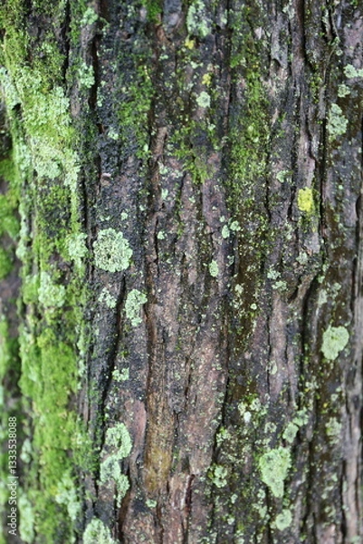 Fototapeta 木に生えた苔