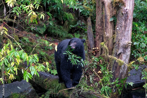 Fototapeta A striking image captures a black bear standing amidst greenery, showcasing wildlife in its habitat and evoking feelings of wilderness and natural beauty.