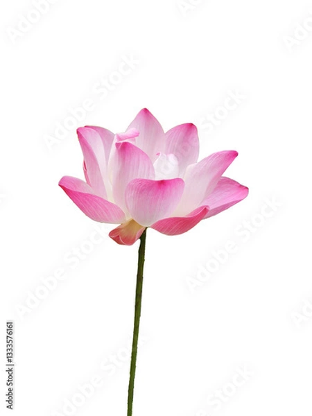 Obraz pink lotus isolated 
