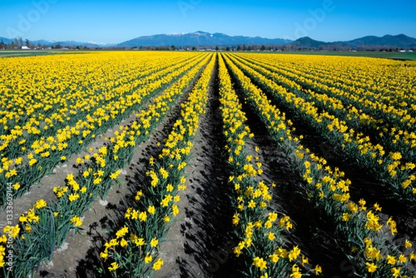 Fototapeta An expansive view of a vibrant daffodil field filled with bright yellow flowers stretching towards mountain ranges, creating a cheerful and inviting springtime landscape.