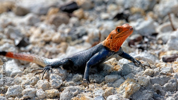 Fototapeta A striking image of a colorful lizard sunbathing on rocky ground, perfectly showcasing the vibrant colors and intricate patterns, embodying the beauty of wildlife in nature.