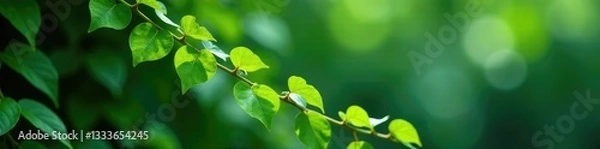 Obraz Long trailing vines with small delicate green leaves attached to stem, lush greenery, tropical plants