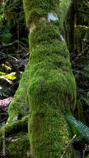 Fototapeta A vibrant green moss covers a tree trunk, showcasing the rich textures of nature and highlighting the beauty of a thriving ecosystem in a tranquil forest environment.