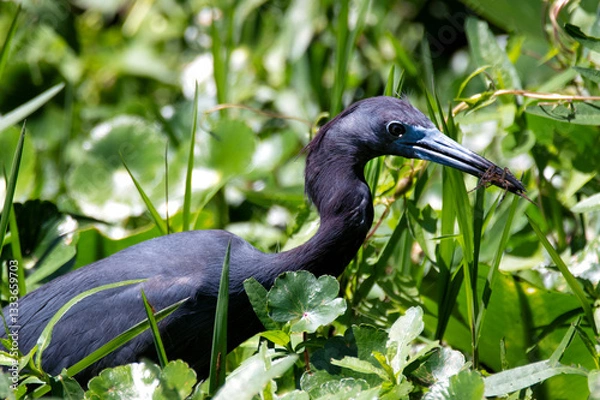 Fototapeta A striking heron stealthily hunting amidst lush green foliage, showcasing its elegant form and natural habitat, highlighting the connection between wildlife and the environment.