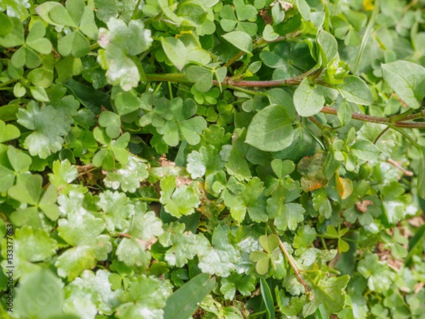 Obraz Desmodium triflorum green grass