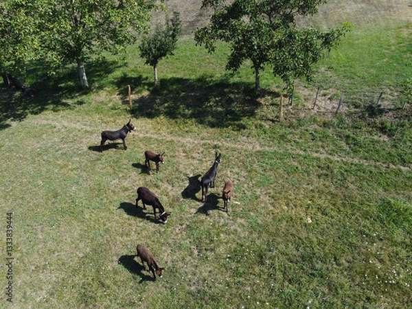 Obraz a green meadow with a scattered group of donkeys grazing, lush grass and natural environment, peaceful rural scene, farm or agriculture and countryside concepts