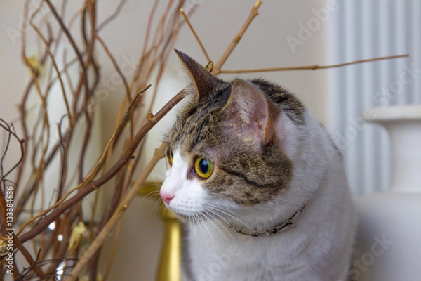 Obraz Curious Cat in profile