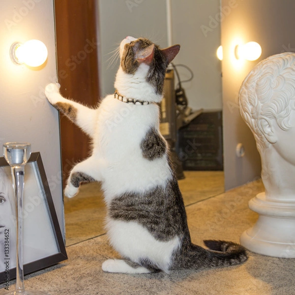 Obraz Cat and mirror