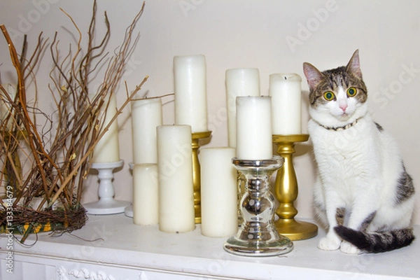 Obraz Surprised Cat and candles