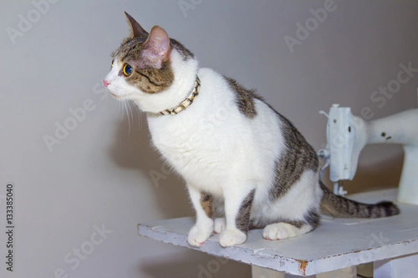 Obraz Cat on sewing machine