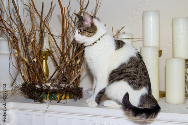 Obraz Cat in profile