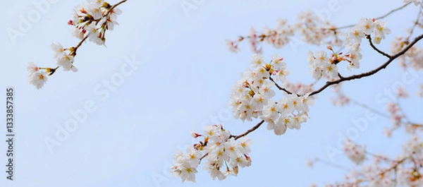 Fototapeta 満開の桜の花と青空、サクラの背景、ソメイヨシノ、染井吉野、さくら