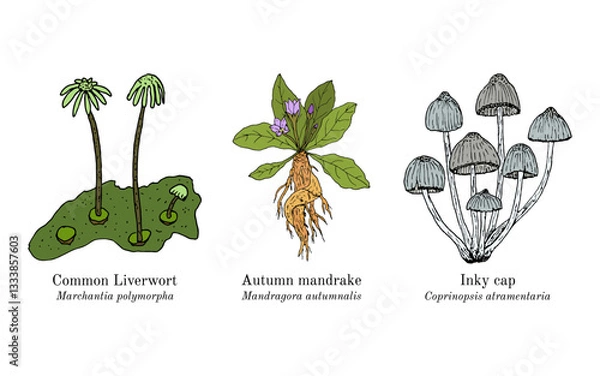 Obraz Collection of edible and medicinal plants. Hand drawn botanical vector illustration