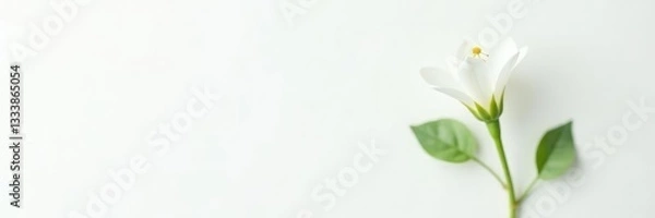 Fototapeta Single flower of a small green plant on white background, botanical art, simple background, plant reproduction