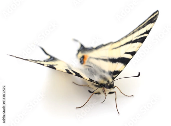 Fototapeta Swallowtail (Papilio machaon) isolated.