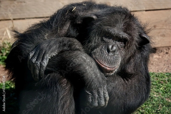 Fototapeta Chimpanzé