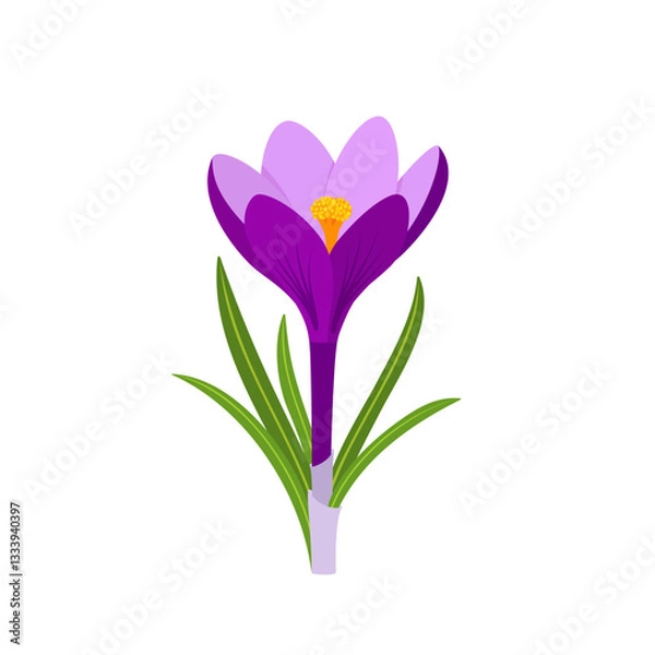 Obraz Crocus vernus, or spring crocus. Spring flower. Hand drawn vector botanical illustration
