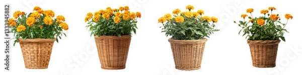 Fototapeta Lush blooming orange marigold flowers growing in rustic wicker planters creating a cheerful and natural display