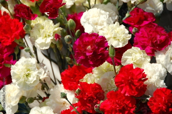 Obraz carnations red and white