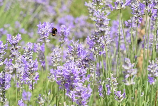Fototapeta Macro Shot of Lavender Field with Bees and Bumblebees Pollinating