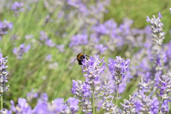 Fototapeta Macro Shot of Lavender Field with Bees and Bumblebees Pollinating