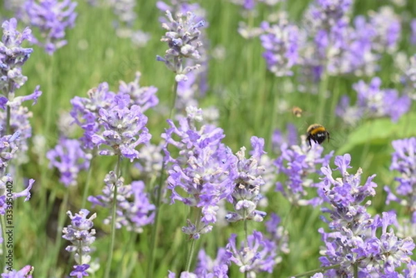 Fototapeta Macro Shot of Lavender Field with Bees and Bumblebees Pollinating
