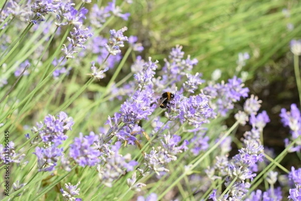 Fototapeta Macro Shot of Lavender Field with Bees and Bumblebees Pollinating