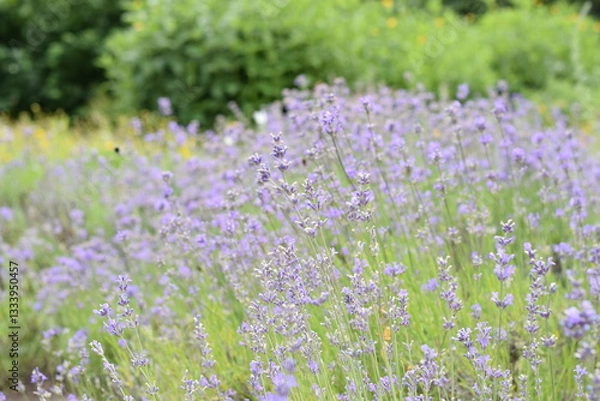 Fototapeta Macro Shot of Lavender Field with Bees and Bumblebees Pollinating