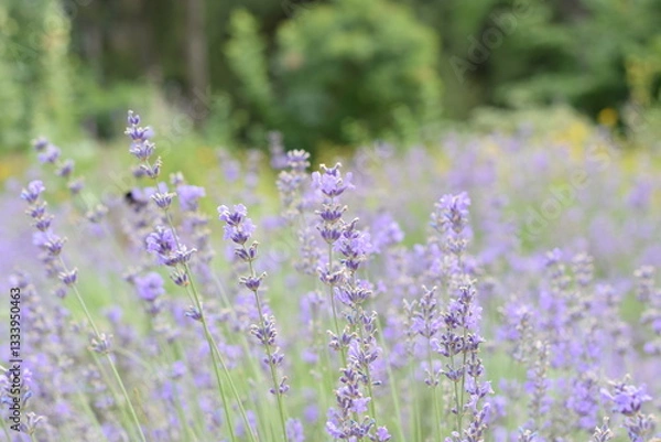 Fototapeta Macro Shot of Lavender Field with Bees and Bumblebees Pollinating