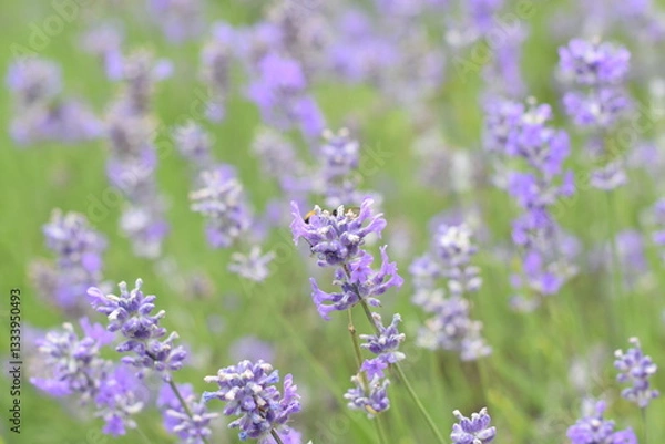Fototapeta Macro Shot of Lavender Field with Bees and Bumblebees Pollinating