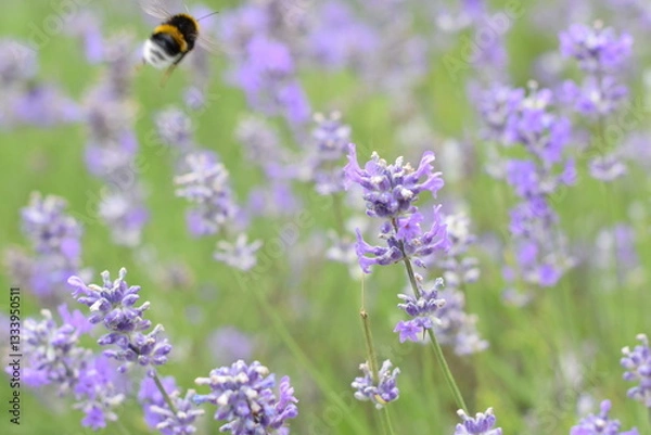 Fototapeta Macro Shot of Lavender Field with Bees and Bumblebees Pollinating