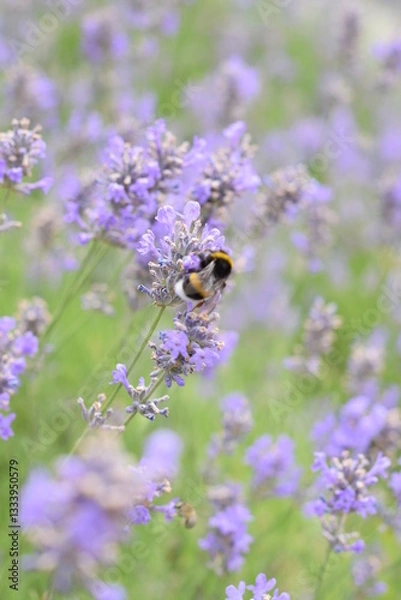 Fototapeta Macro Shot of Lavender Field with Bees and Bumblebees Pollinating
