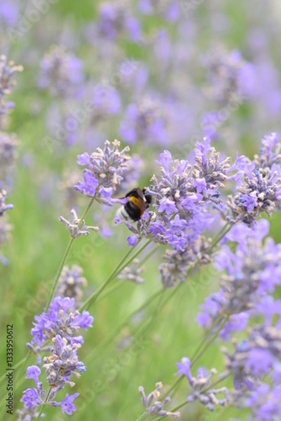 Fototapeta Macro Shot of Lavender Field with Bees and Bumblebees Pollinating
