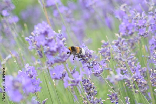 Fototapeta Macro Shot of Lavender Field with Bees and Bumblebees Pollinating