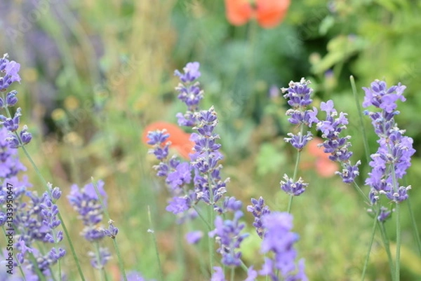 Fototapeta Macro Shot of Lavender Field with Bees and Bumblebees Pollinating