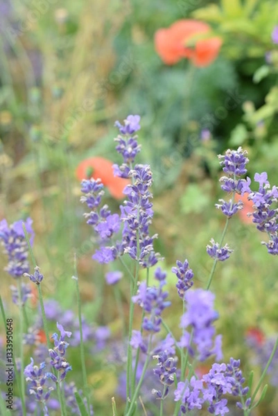 Fototapeta Macro Shot of Lavender Field with Bees and Bumblebees Pollinating