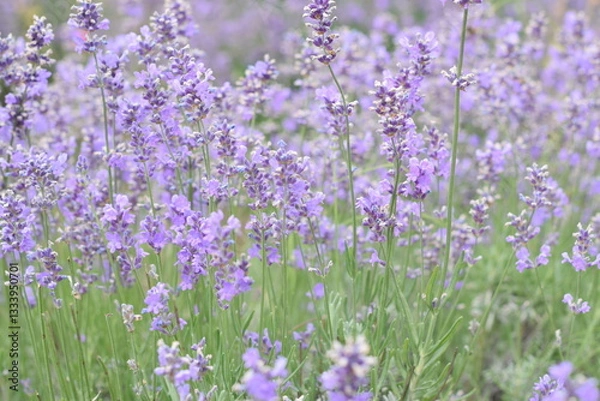 Fototapeta Macro Shot of Lavender Field with Bees and Bumblebees Pollinating