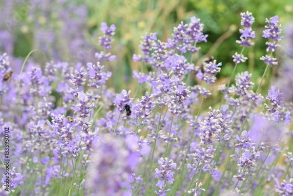 Fototapeta Macro Shot of Lavender Field with Bees and Bumblebees Pollinating