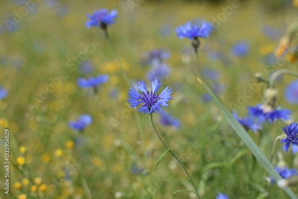 Fototapeta Macro Shot of Delicate Purple Flowers in a Field