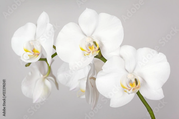 Obraz Gałąź białej orchidei