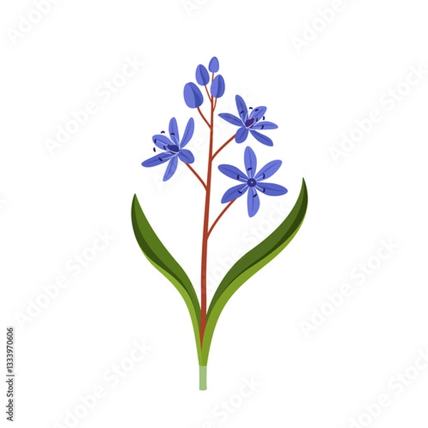 Fototapeta Scilla bifolia, or two-leaf squill. Spring flower. Hand drawn flat vector botanical illustration