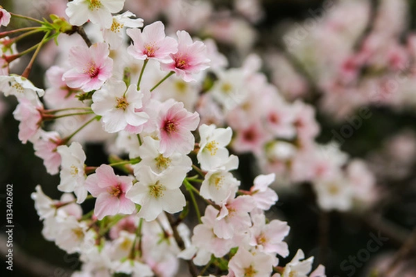 Fototapeta 日本の桜
