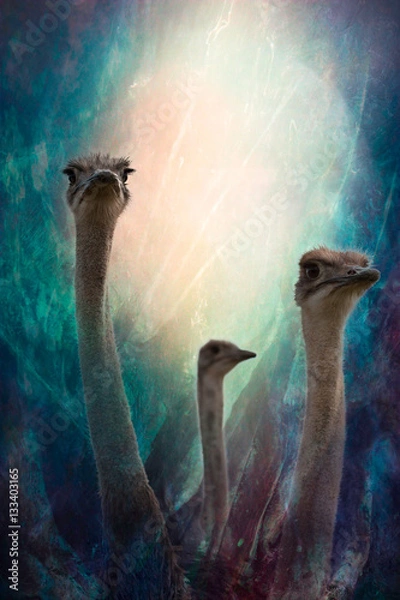 Obraz 3 Ostriches