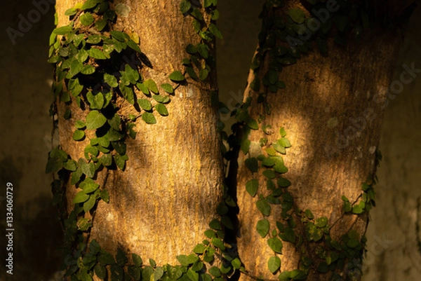 Fototapeta A detailed close-up of rough tree bark with creeping green vines, illuminated by warm sunlight. A natural texture perfect for backgrounds or eco-themed projects.