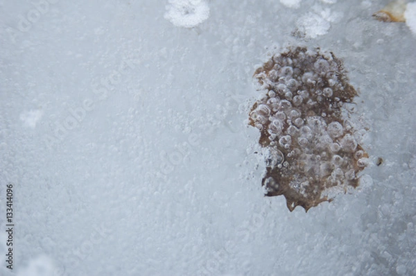 Obraz bubbles on the ice