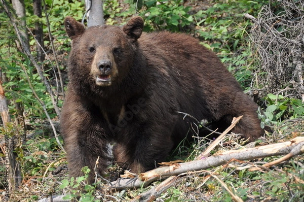 Obraz Bär guckt in Kamera