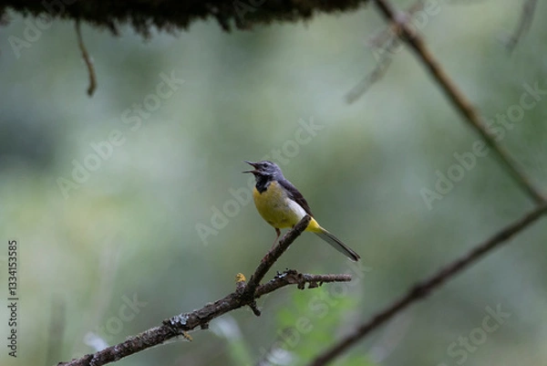 Obraz Spring Serenade: The Singing Grey Wagtail