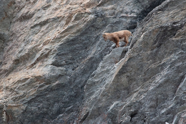 Obraz First Leap: A Young Ibex Faces the Void